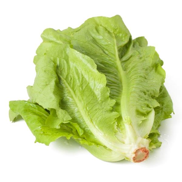 Lechuga Romana